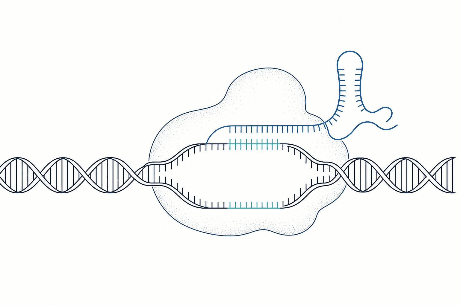 Pre-generated line art scientific figure showing the CRISPR-Cas9 mechanism