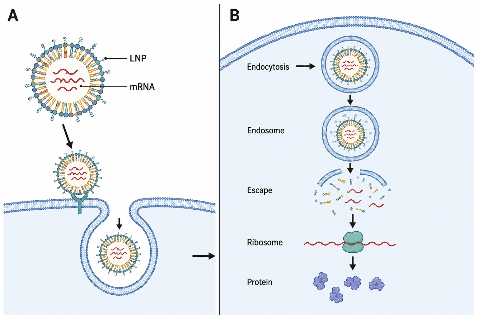 Original LNP–mRNA delivery diagram with side-by-side panels, shorthand labels and straight arrows